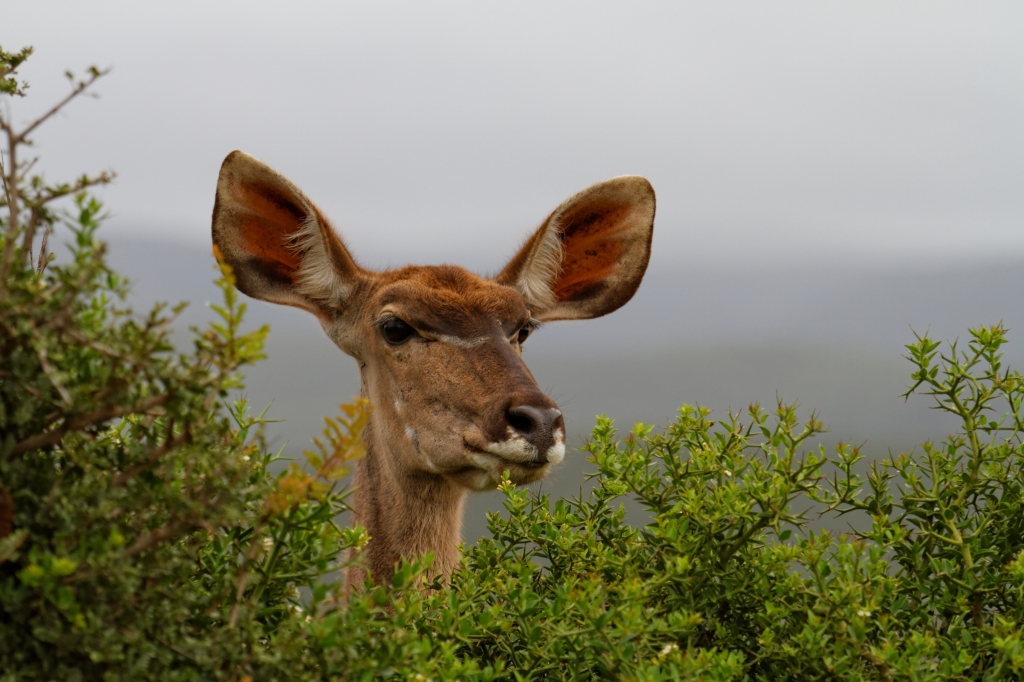 06 - Addo Elephant NP (17)-Grand Koudou.jpg